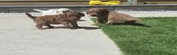 Cockapoo dogs for sale: Outstanding cockapoo puppies - Advert 7