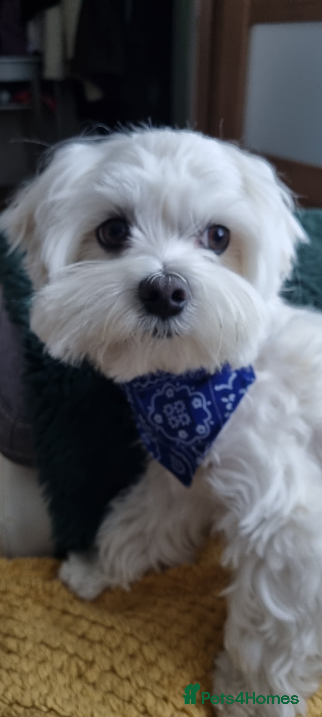 Maltese dogs for stud: KC Maltese for STUD £300 - Image 5