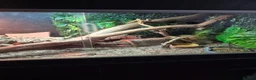 Bearded Dragon reptiles for sale: Bearded dragon  in Preston - Advert 3