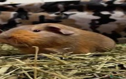 Guinea Pig rodents for sale: GUNIEA PIG URGENTLY NEED HOME - Image 1