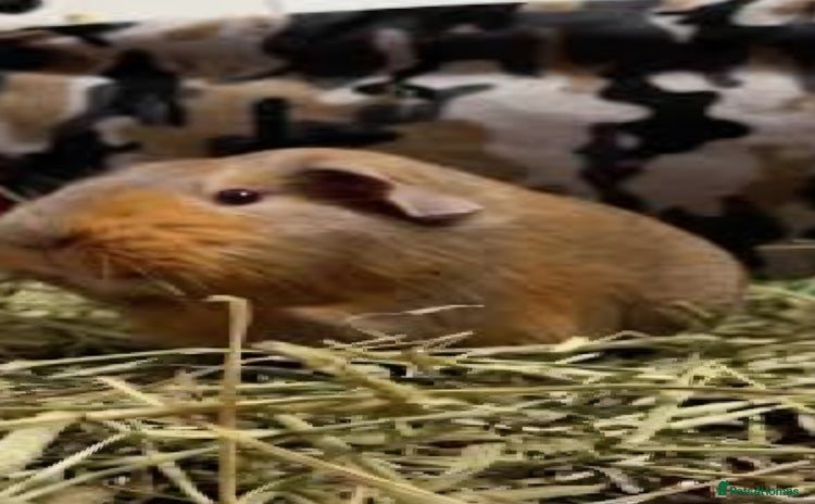 Guinea Pig rodents - Advert 2
