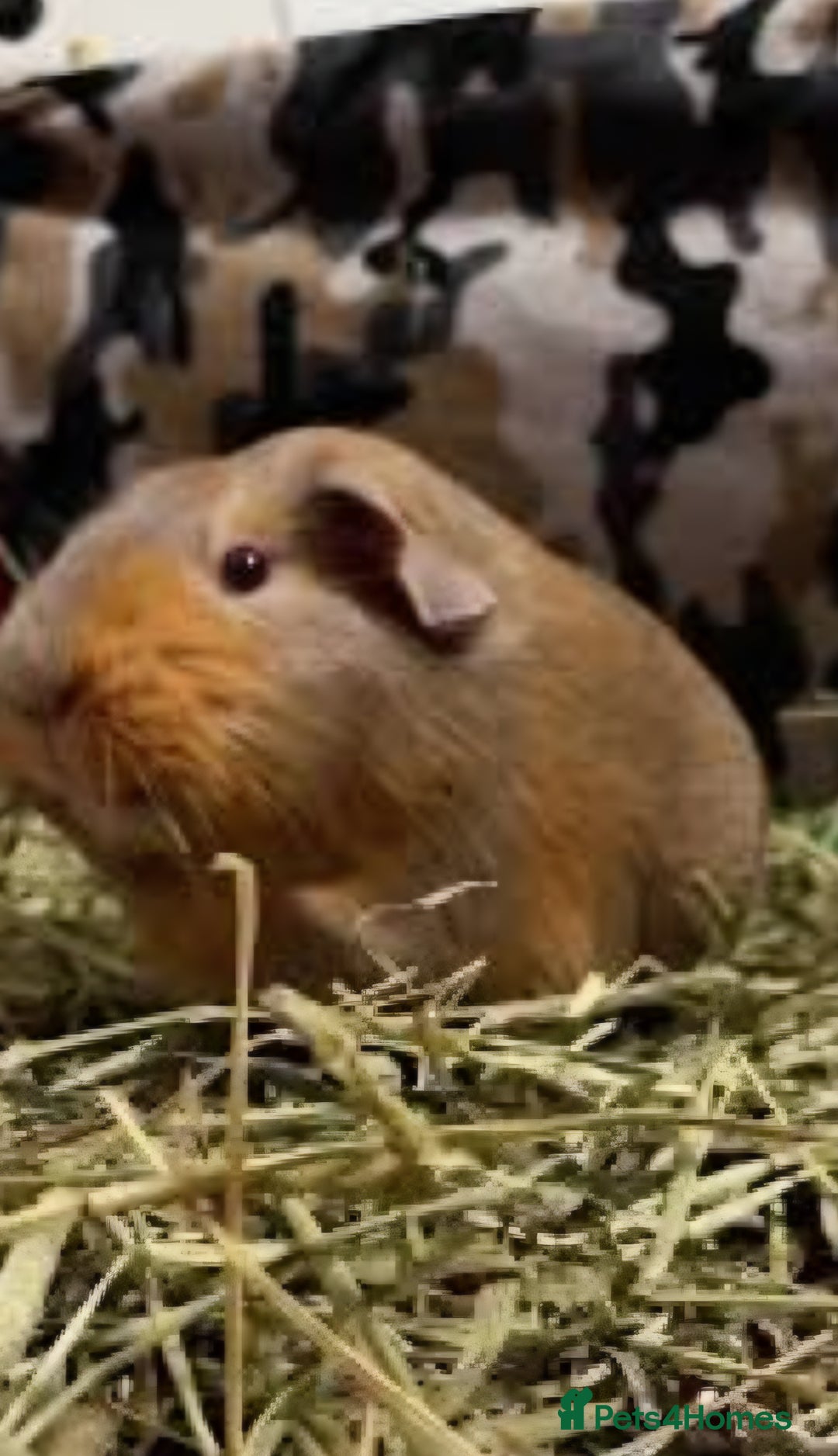 Guinea Pig rodents for sale: GUNIEA PIG URGENTLY NEED HOME - Image 1