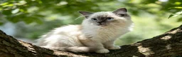 Ragdoll cats for sale: GCCF 5Gen Pedigree Blue Mitted Kittens - Advert 6