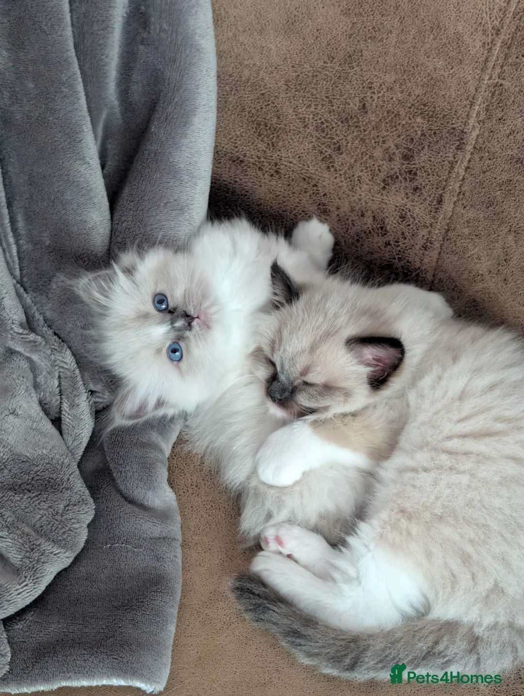 Ragdoll cats for sale: READY to go: 2 Purebred Ragdoll Kittens  - Advert 1