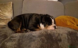 Olde English Bulldogge dogs for stud: Olde English Bulldogge (Black, white and brindle) - Image 34