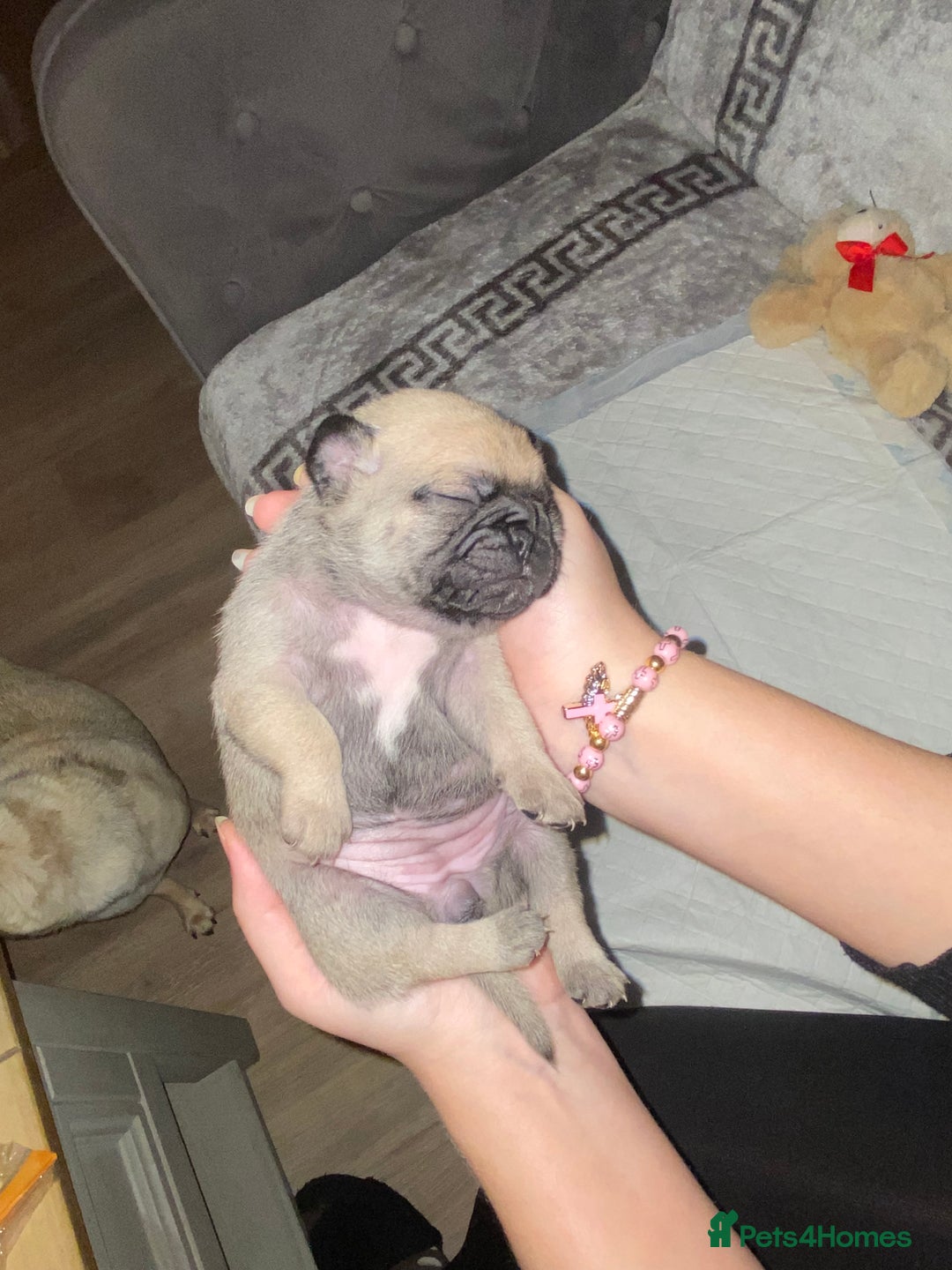 Pug dogs for sale: Beautiful Purebred Pug Puppies for Loving Homes - Advert 7