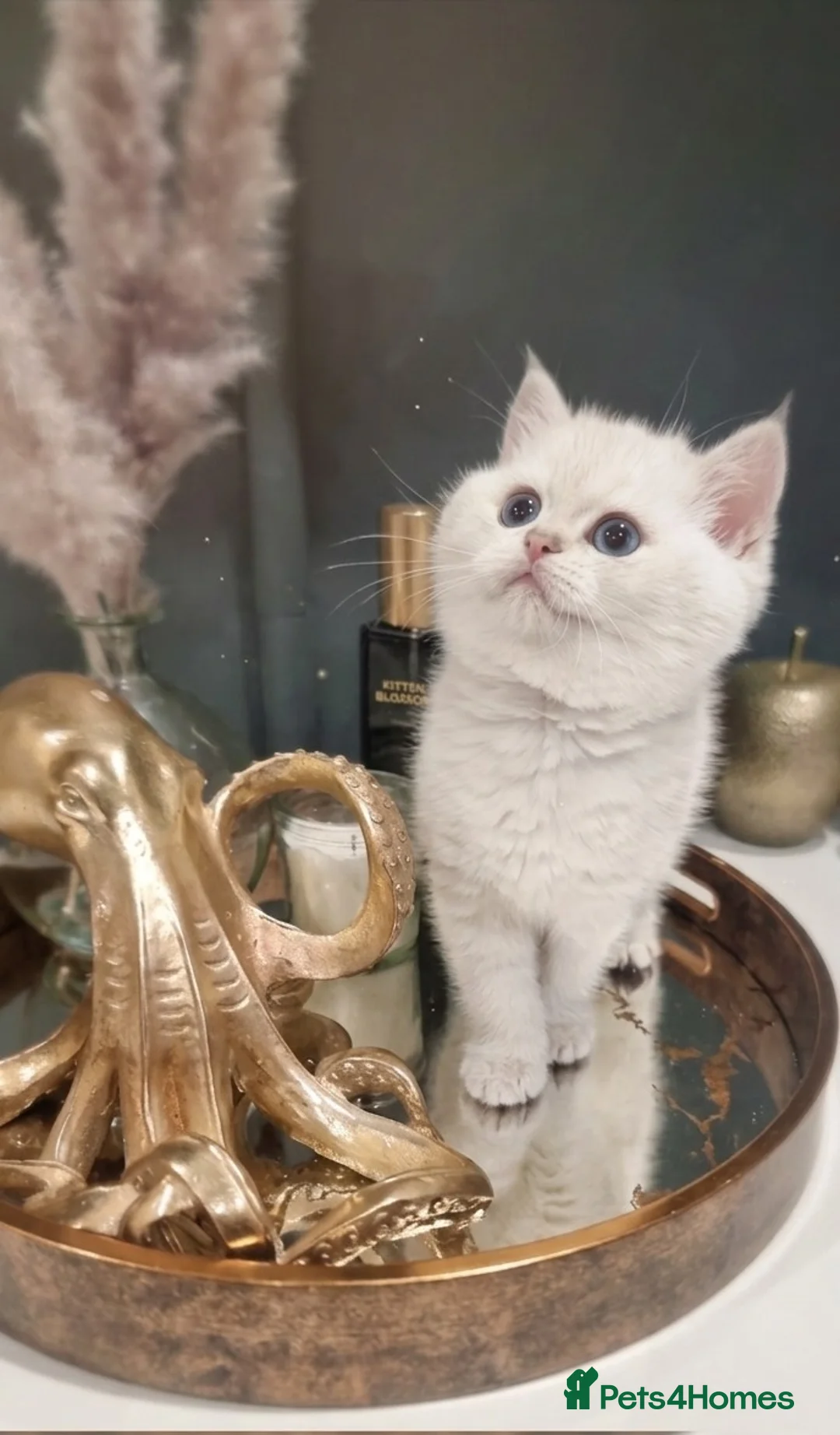 British Shorthair cats for sale: Luxury Chunky GCCF Silver and Golden Russian lines - Advert 1