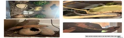 Mixed Breed reptiles for sale: Multiple reptiles for rehome  - Advert 1