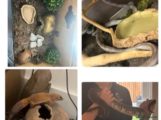 Mixed Breed reptiles Multiple reptiles for rehome - Advert 1