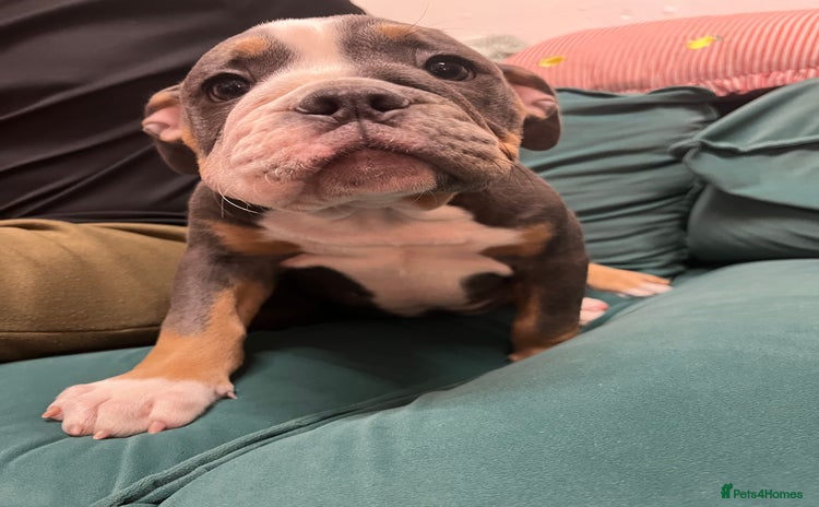 Olde English Bulldogge dogs - Advert 2