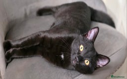 Mixed Breed cats for sale: Ragdoll cross male kitten - Image 2