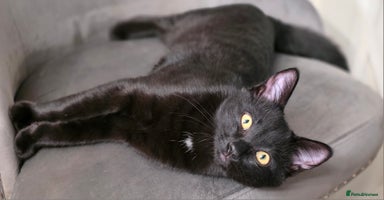 Mixed Breed cats - Advert 5