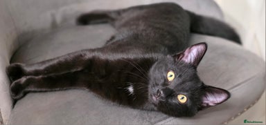 Mixed Breed cats - Advert 5