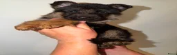 German Shepherd dogs for sale: German Shepard puppies ⭐️ready to be rehomed ⭐️ - Advert 17