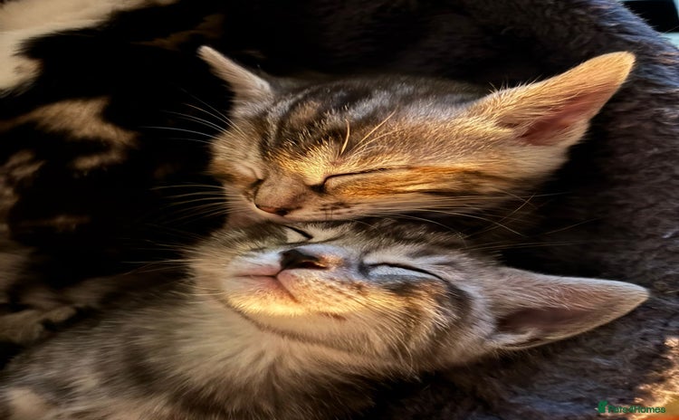 Bengal cats - Advert 1