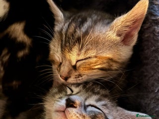 Bengal cats - Advert 9