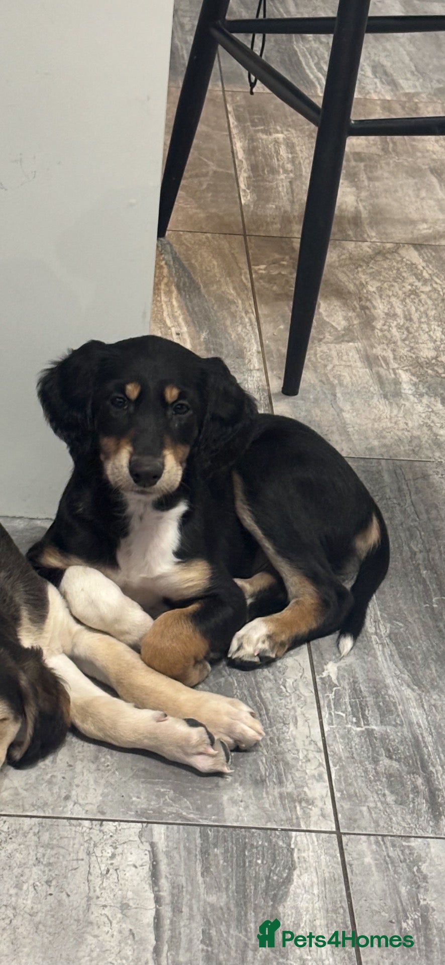 Saluki dogs for sale: Saluki puppies  - Advert 7