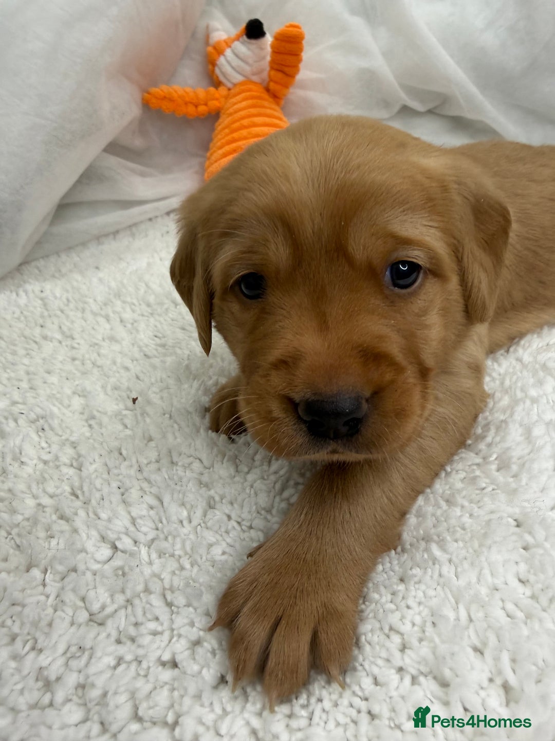 Goldador dogs for sale: Adorable Goldador Puppies - Ready 12th Feb - Advert 23