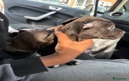 Mixed Breed dogs for sale: Staff x cane corso puppies - Image 6