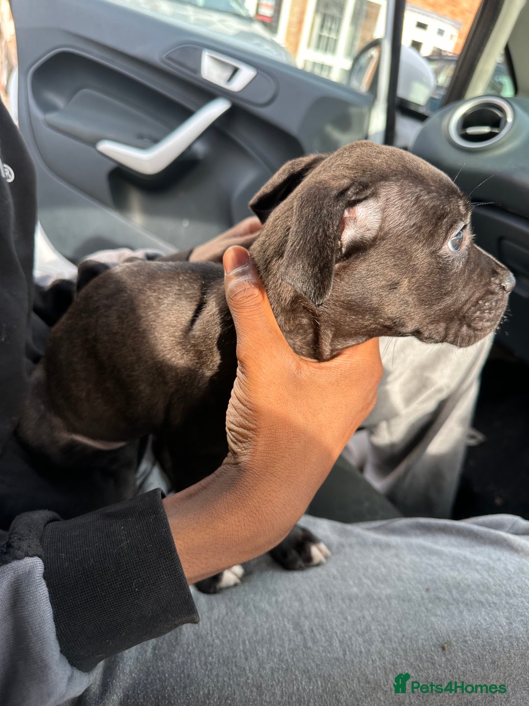 Mixed Breed dogs for sale: Staff x cane corso puppies - Image 6
