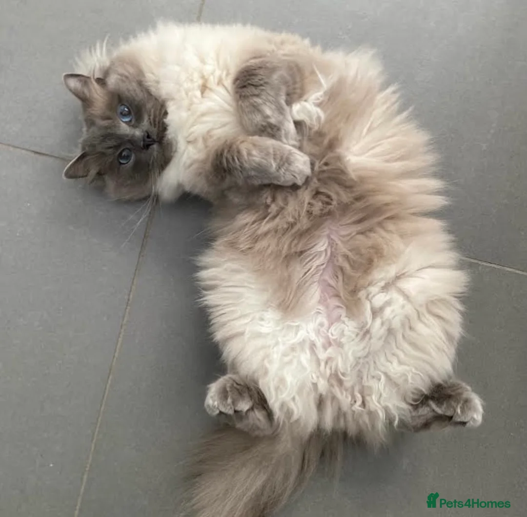 Ragdoll cats for sale: Loving Ragdoll Boy Looking for a Special Home  - Advert 4