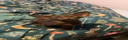 Oriental cats for sale: Gorgeous Oriental Kittens ready now - Advert 12