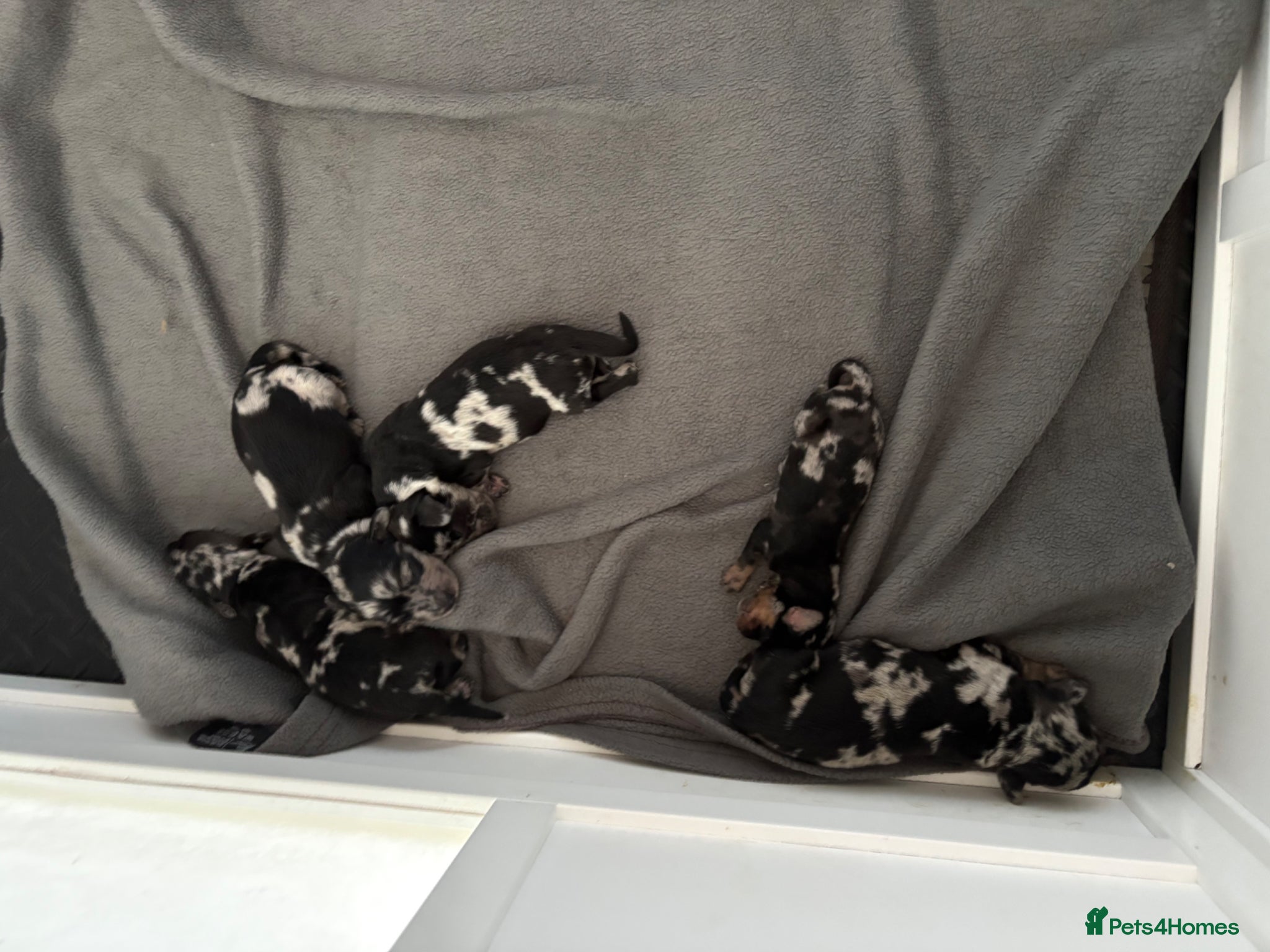 Doxiepoo dogs MERLE DOXIEPOOS BOTH PARENTS HEALTH TESTED  - Advert 2