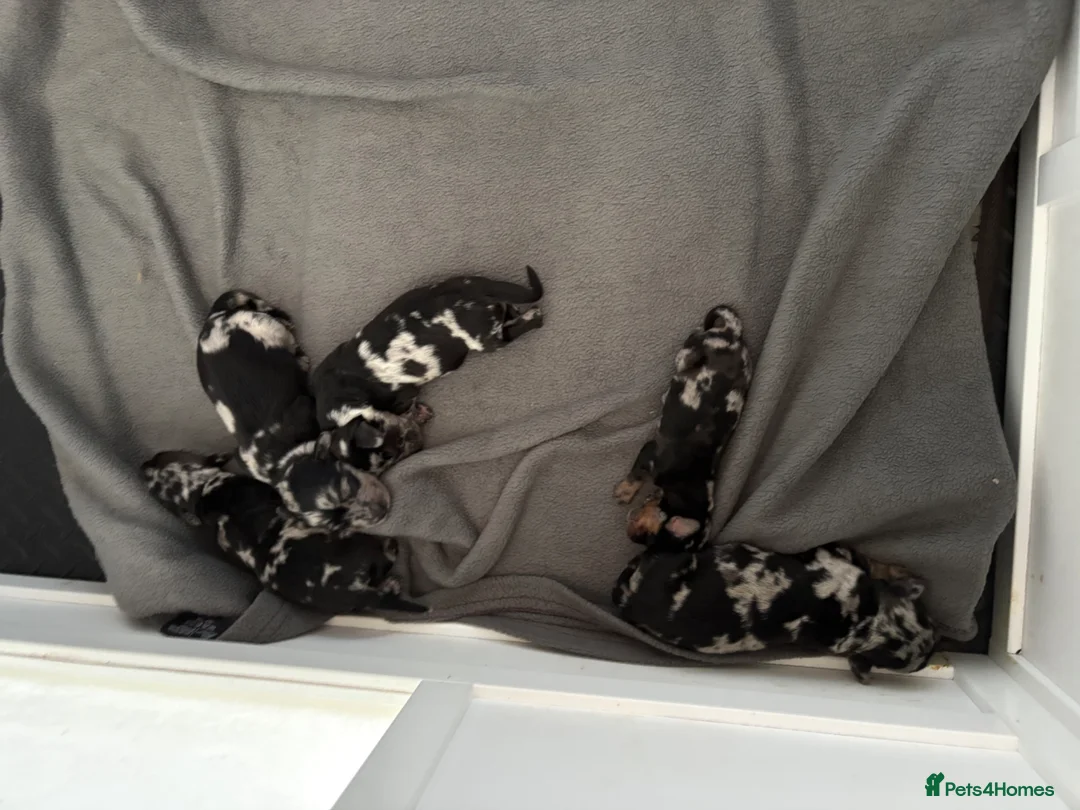 Doxiepoo dogs for sale: MERLE DOXIEPOOS BOTH PARENTS HEALTH TESTED  - Advert 2