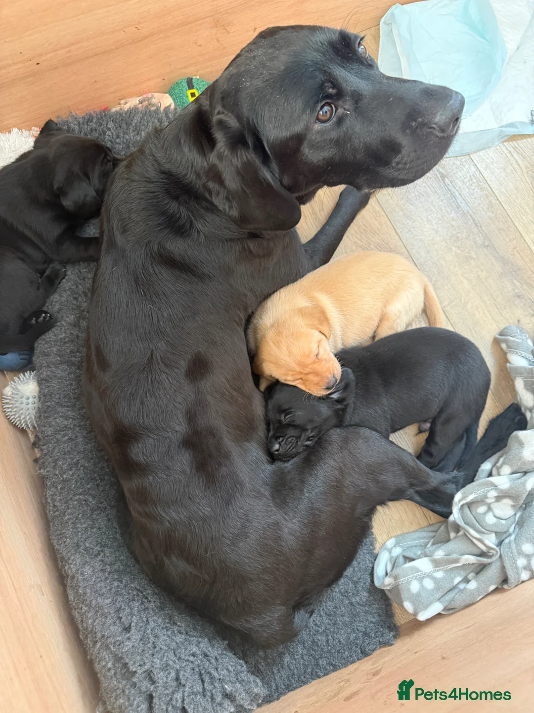 Labrador Retriever dogs for sale: Black male Labrador puppy - Advert 8
