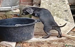 Jack Russell dogs for sale: Adorable Markiejack puppies - Image 9