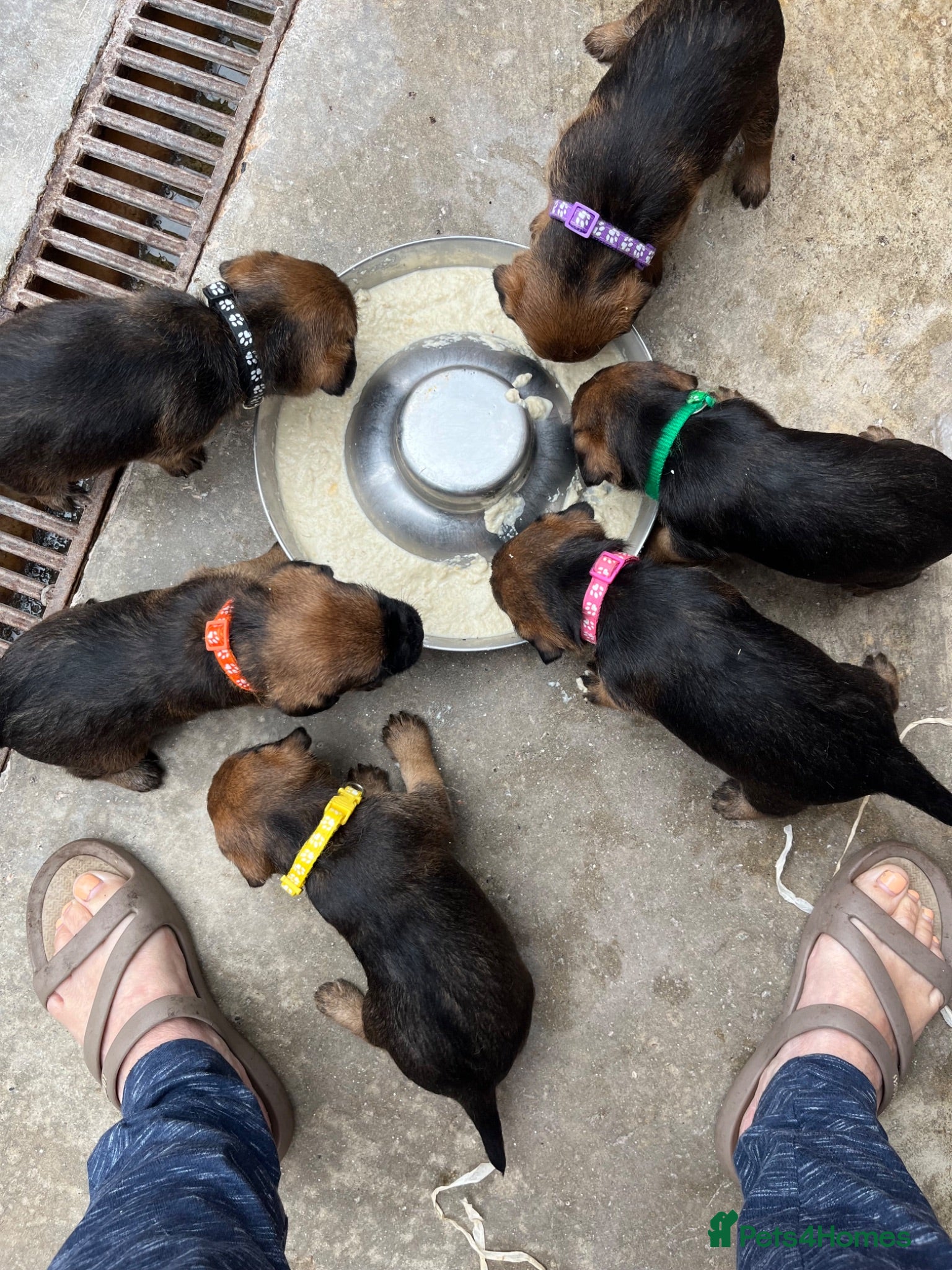Border Terrier dogs KC registered Border Terrier Pups - Advert 21