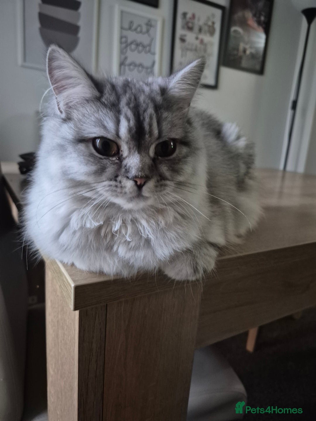 Persian cats for sale: Beautiful Persian Tabby Kitten - Image 3