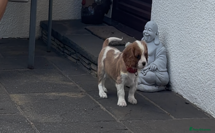 Cavalier King Charles Spaniel dogs - Advert 13
