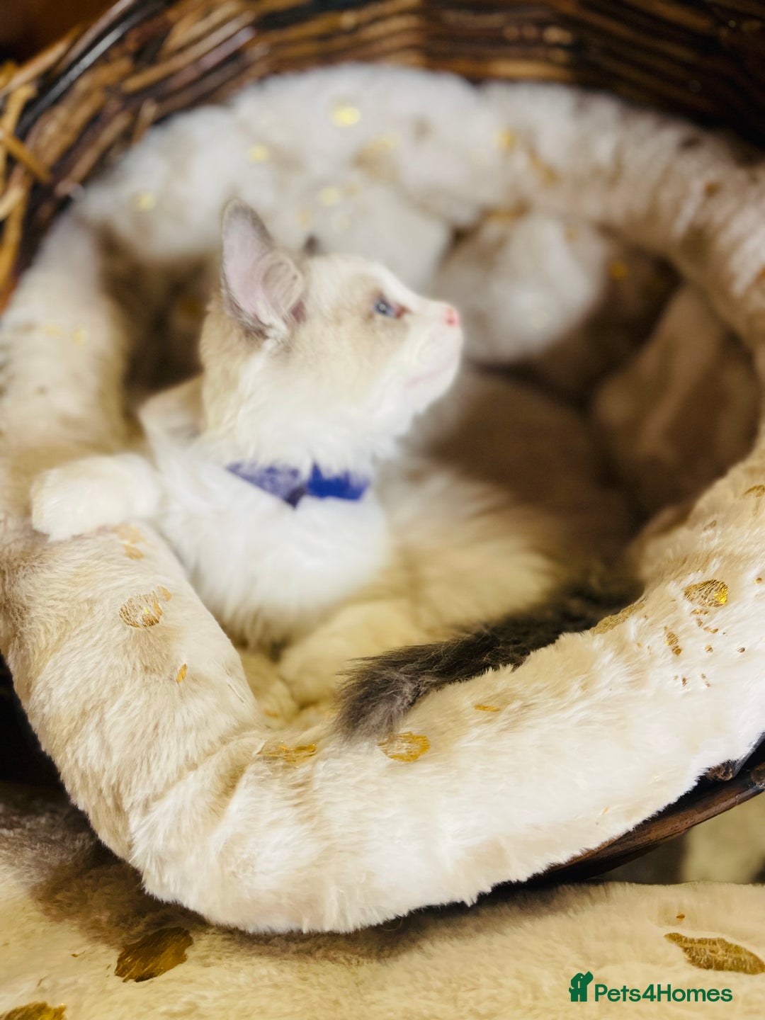 Ragdoll cats for sale: QUALITY GCCF RAGDOLLS KITTENS READY NOW  - Image 26