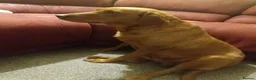 Labrador Retriever dogs for sale: Fox red labradour puppy  - Advert 1