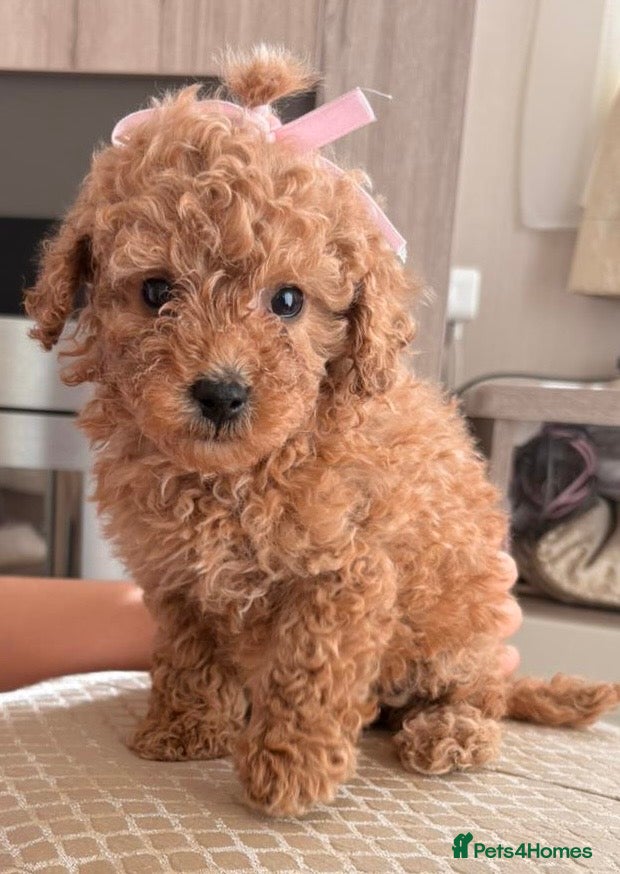 Toy Poodle dogs Gorgeous toy poodle puppies - Advert 1