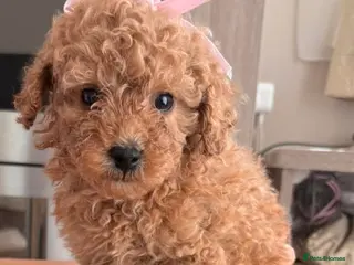 Toy Poodle dogs Gorgeous toy poodle puppies - Advert 1