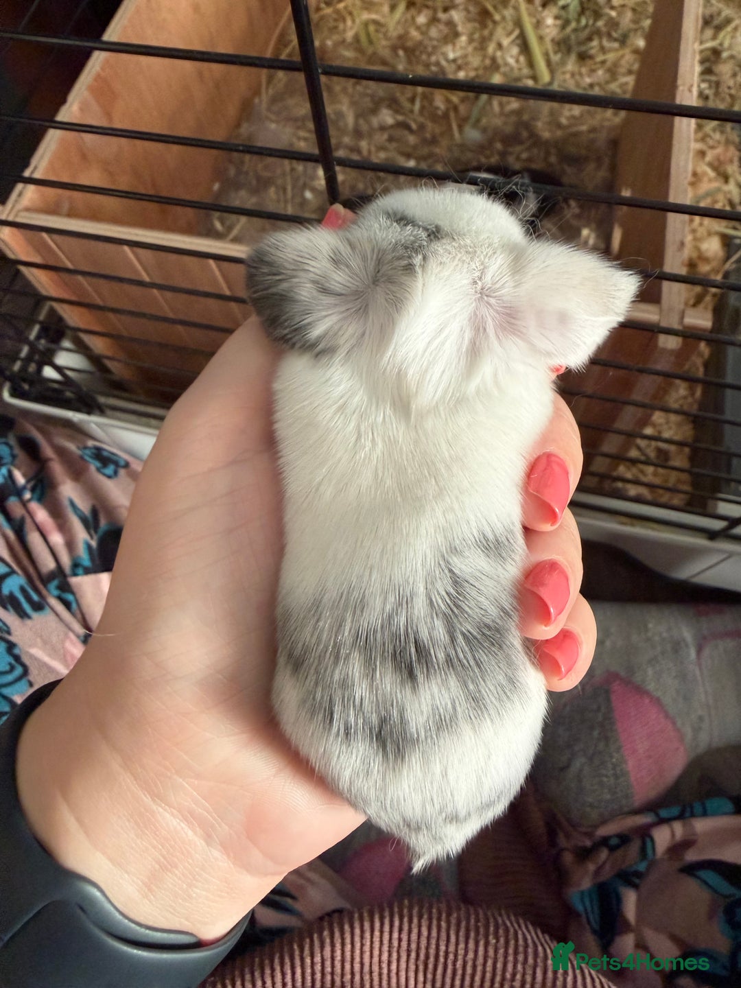 Mini Lop rabbits for sale: 5 Beautiful Baby Mini Lop Rabbits  - Advert 7