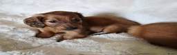 Miniature Dachshund dogs for sale: Longhair miniature dachshund puppys  - Advert 5