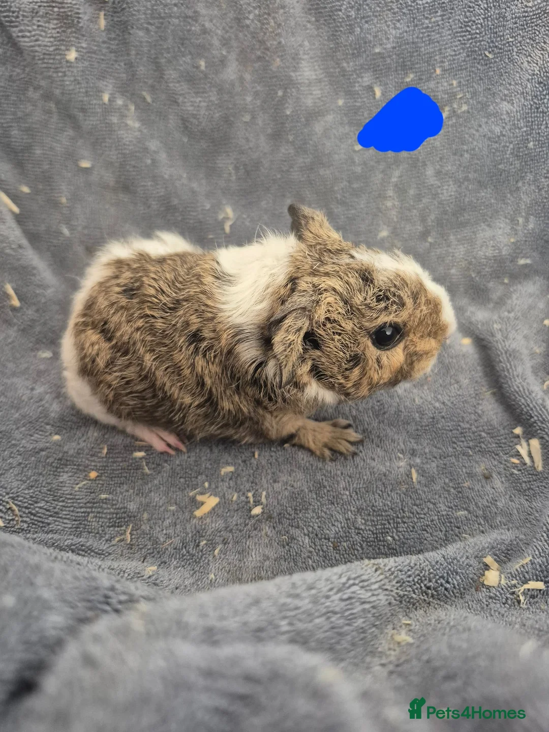 Guinea Pig rodents for sale: Purebred piggies for sale  - Advert 8