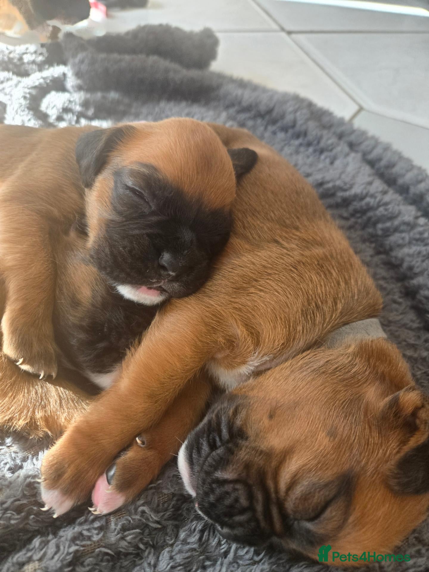 Boxer dogs Gorgeous Red Boxer puppies for sale - Advert 1