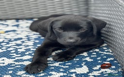 Labrador Retriever dogs for sale: Beautiful Pedigree Black Lab Puppies - Image 22
