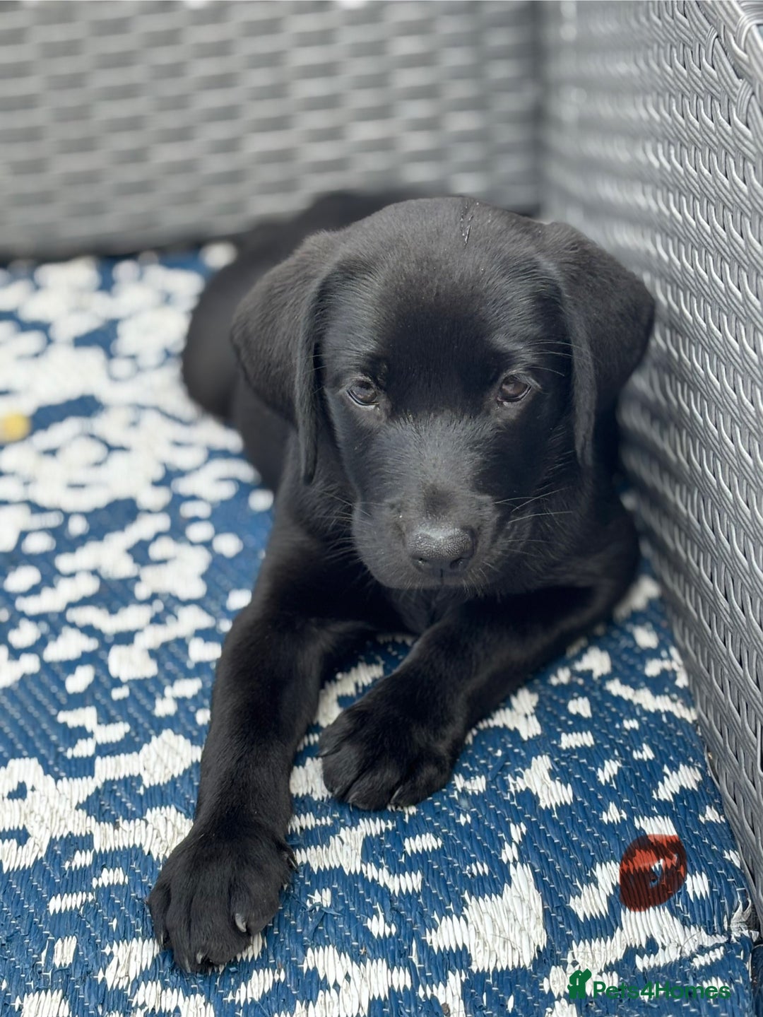 Labrador Retriever dogs for sale: Beautiful Pedigree Black Lab Puppies - Image 22