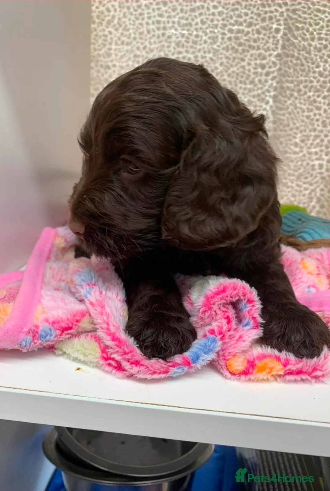 Cockapoo dogs for sale: F1 cockerpoo puppies - Advert 2