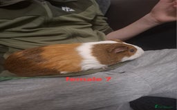 Guinea Pig rodents for sale: 13 guinea pigs mixed breed - Advert 29