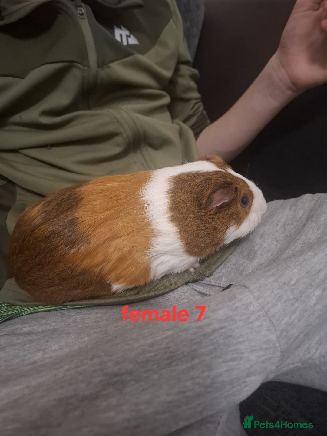Guinea Pig rodents for sale: 13 guinea pigs mixed breed - Advert 29