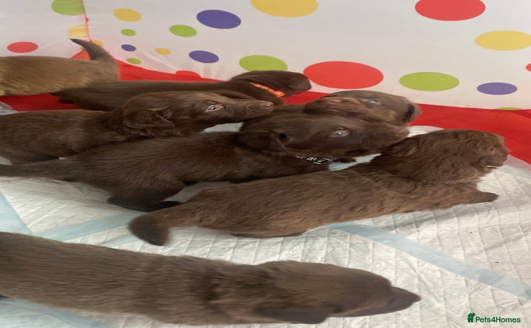 Mixed Breed dogs Beautiful Family-Raised Sheprador Puppies - Advert 6