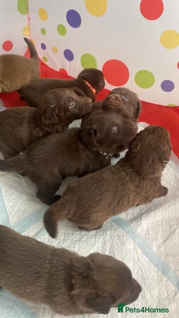 Mixed Breed dogs Beautiful Family-Raised Sheprador Puppies - Advert 6