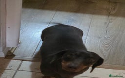 Miniature Dachshund dogs for sale: Scout 2 year old dachshund - Image 2