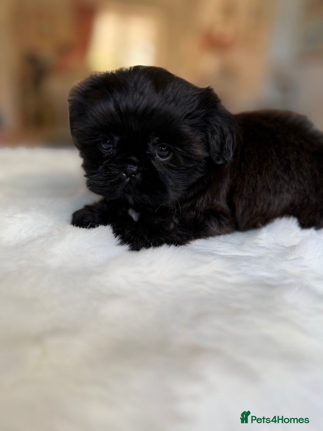 Shih Tzu dogs for sale: AMERICAN IMPERIAL SHIH TZU PUPPIES - Image 7